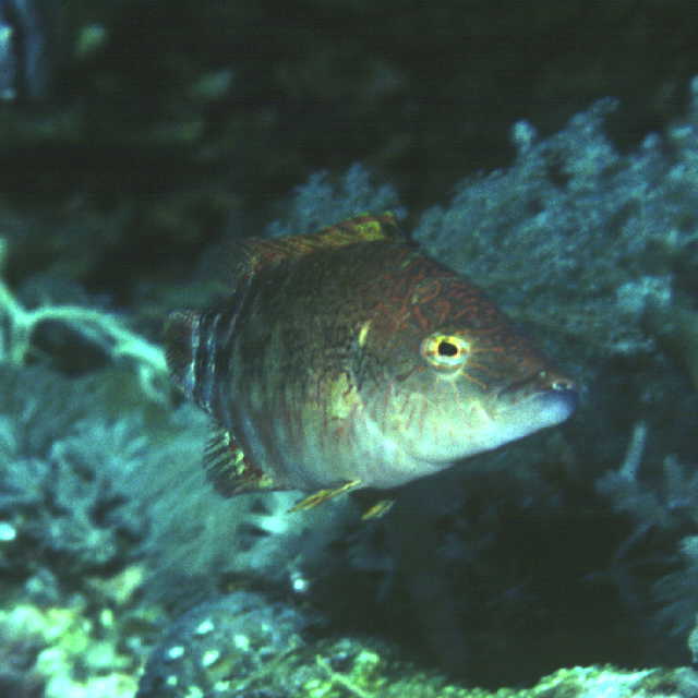 Oxycheilinus celebicus